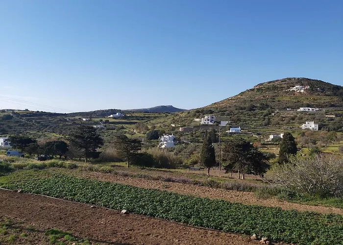 Dandelion Paros Iii *